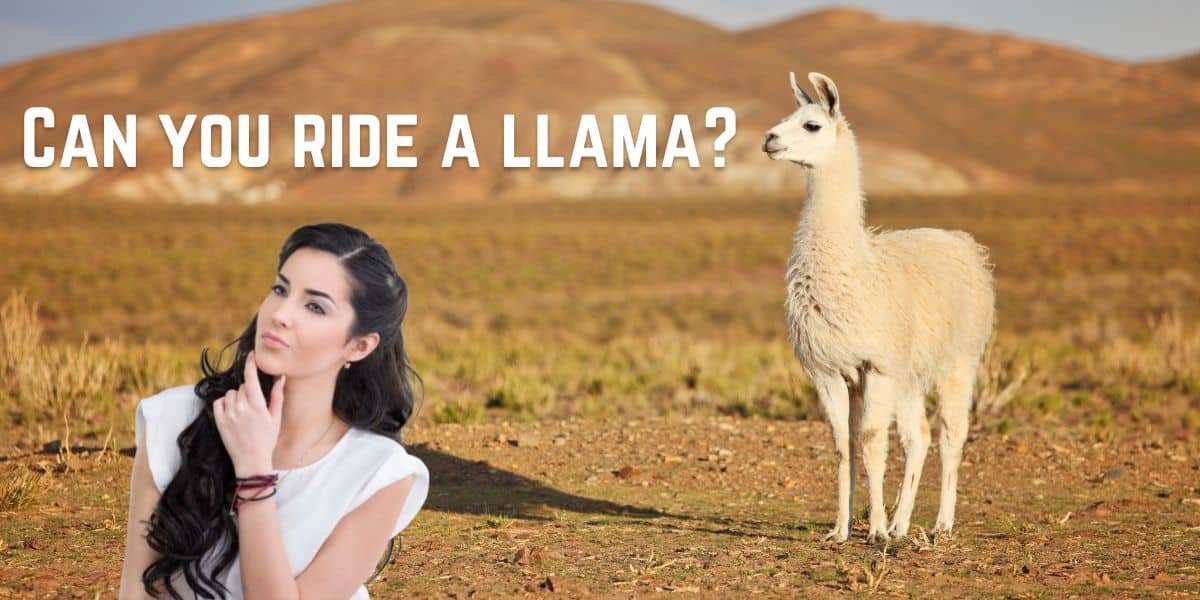 Can you ride a llama?: Find out if it’s possible
