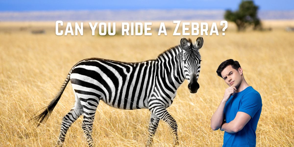 Can you ride a Zebra?: The answer might surprise you!