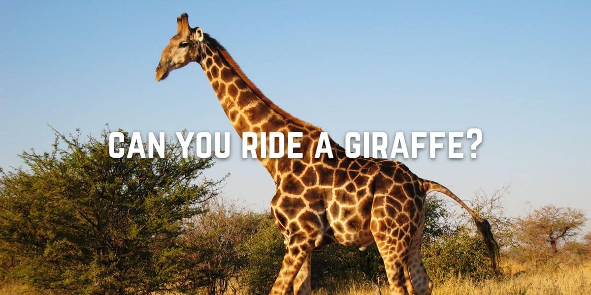Can you ride a giraffe?: Most can’t believe the truth