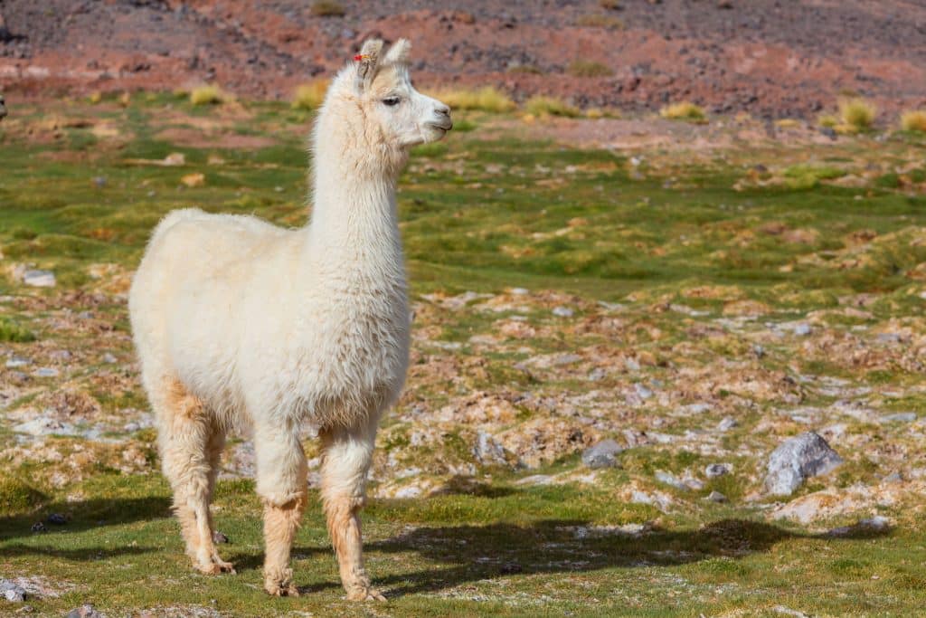 What are llamas?
