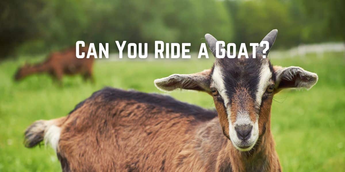 Can You Ride a Goat?