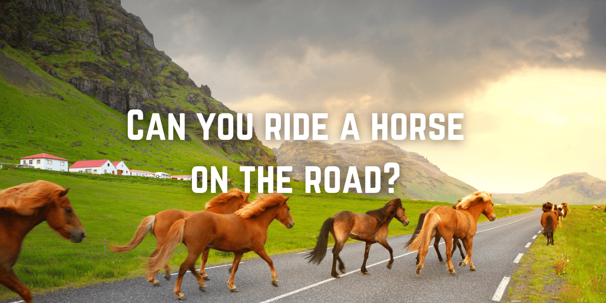 Can you ride a horse on the road?