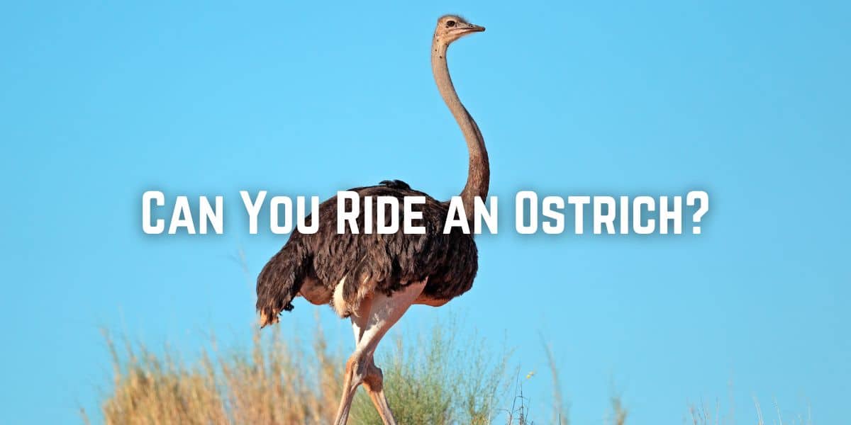 Can You Ride an Ostrich?: You’ll be surprised