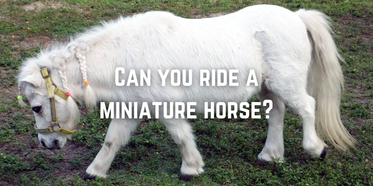 Can you ride a miniature horse?