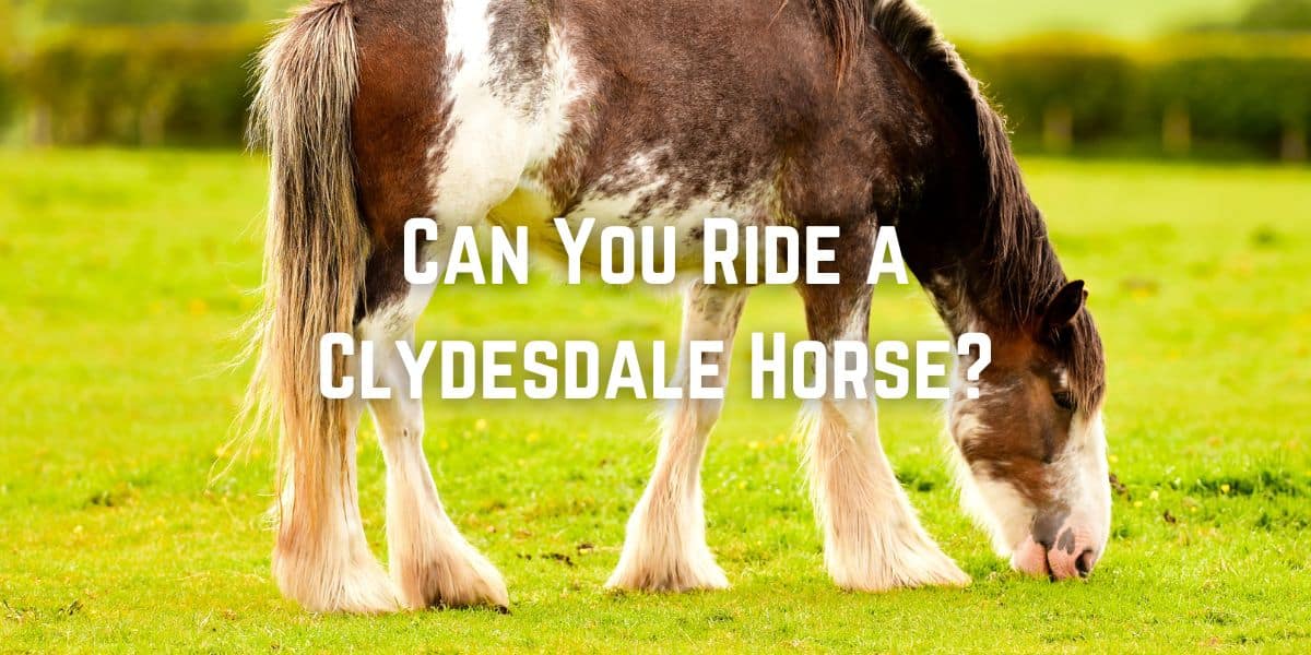 Can You Ride a Clydesdale Horse?